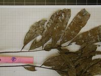 Herbarium sample