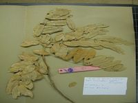 Herbarium sample