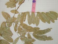 Herbarium sample