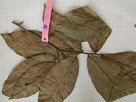 Herbarium sample