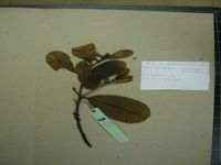 Herbarium sample