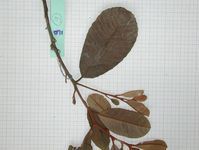 Herbarium sample