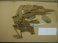 Herbarium sample