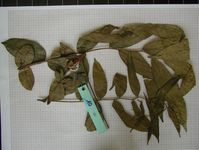 Herbarium sample