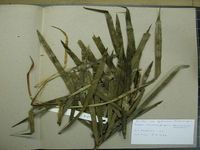 Herbarium sample