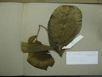 Herbarium sample