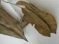 Herbarium sample