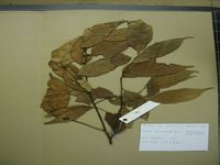 Herbarium sample