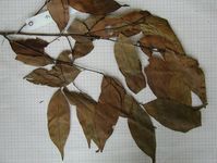 Herbarium sample