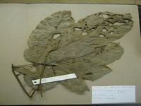 Herbarium sample