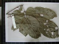 Herbarium sample