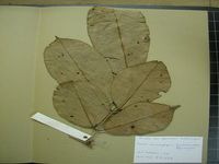 Herbarium sample