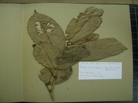 Herbarium sample