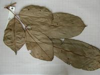 Herbarium sample