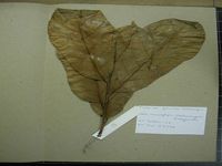 Herbarium sample