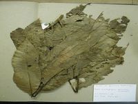 Herbarium sample