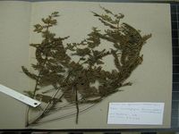 Herbarium sample