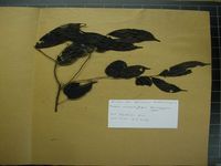 Herbarium sample