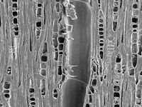 Tangential section