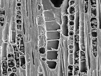 Tangential section