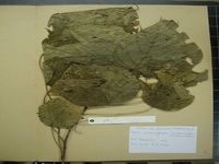 Herbarium sample