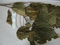 Herbarium sample