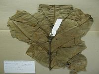 Herbarium sample