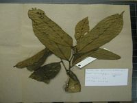 Herbarium sample