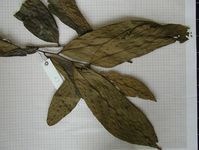 Herbarium sample