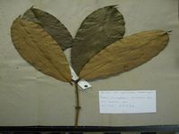 Herbarium sample