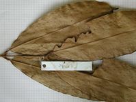 Herbarium sample