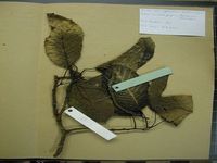 Herbarium sample