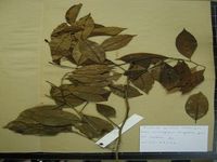 Herbarium sample