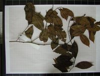 Herbarium sample