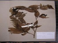 Herbarium sample