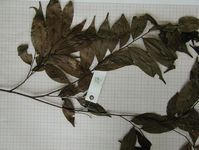 Herbarium sample