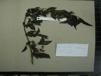 Herbarium sample