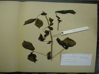 Herbarium sample