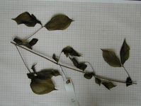 Herbarium sample