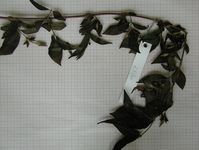 Herbarium sample