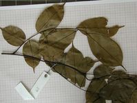 Herbarium sample