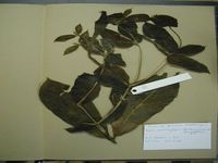 Herbarium sample