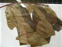 Herbarium sample