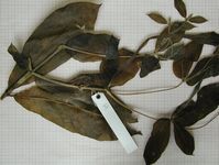 Herbarium sample