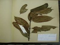 Herbarium sample