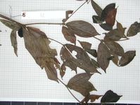 Herbarium sample