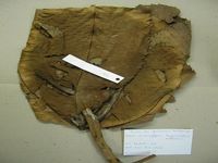 Herbarium sample