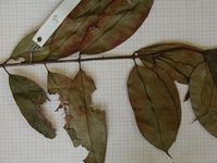 Herbarium sample