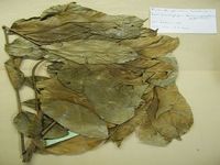 Herbarium sample