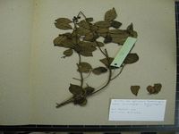 Herbarium sample